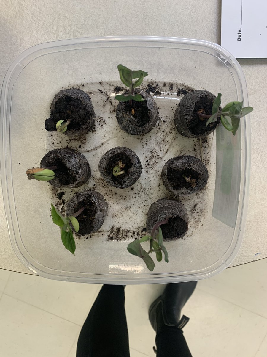 PE’s Library Learning Commons tweet media