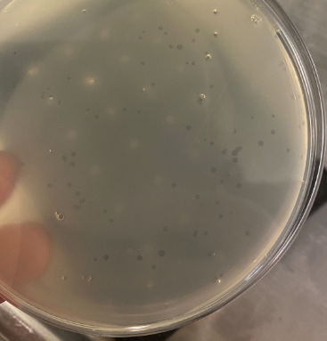 New record? In this small phage-hunt attempt plaques appeared 4 hours after starting ! (time for collecting samples and making an overnight culture to start with not counted, of course)