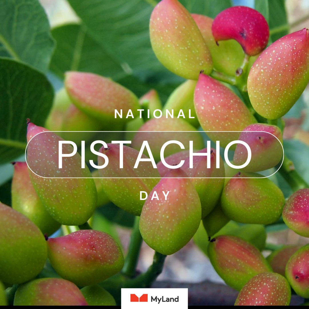 It's #NationalPistachioDay! MyLand proudly supports pistachio growers in improving their soil health, and as a result, their ROI. To celebrate, Team MyLand is serving up margaritas to cheers growers for their hard work at the @PistachioPower golf tournament today. See you there!