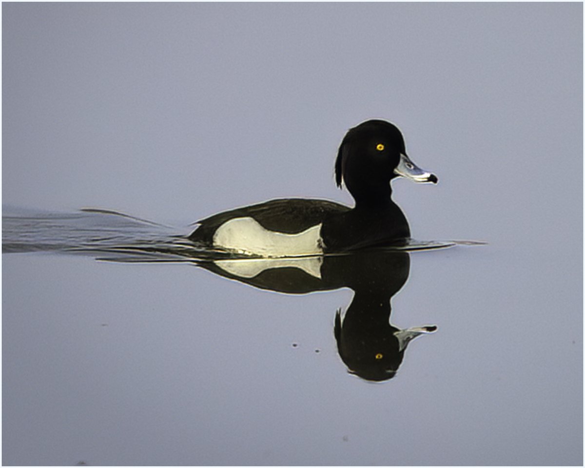 #punk  Tufted Duck <a href="/StanwickLakes/">Stanwick Lakes</a>