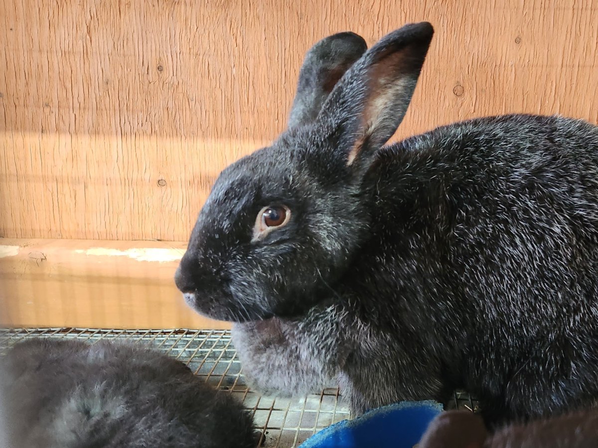 Ticket sales are live for Baby Animals: Heritage Breeds at the Banke &amp; the Children's Program with Baby Animals! This year, the Museum is opening the historic houses early. You can now purchase a combo ticket to access Baby Animals &amp; the historic houses. StrawberyBanke.org/baby-animals