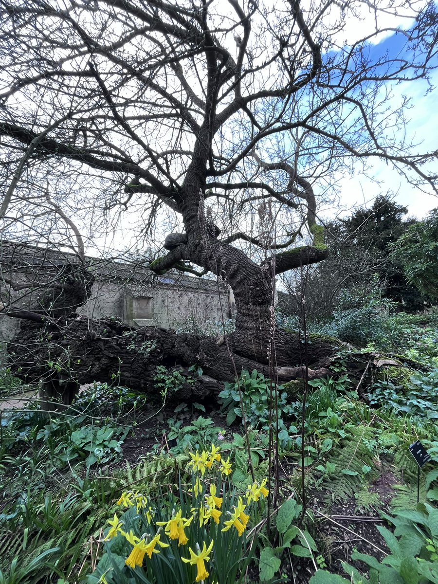 Haven’t posted for a while. We’re gearing up for more coverage of mulberries beyond Greater London. Peter was in Oxford on Friday. moruslondinium.org/research/magda… First a visit to recently damaged Magdalen mulberry. Then checking on the @OBGHA veteran white mulberry.
