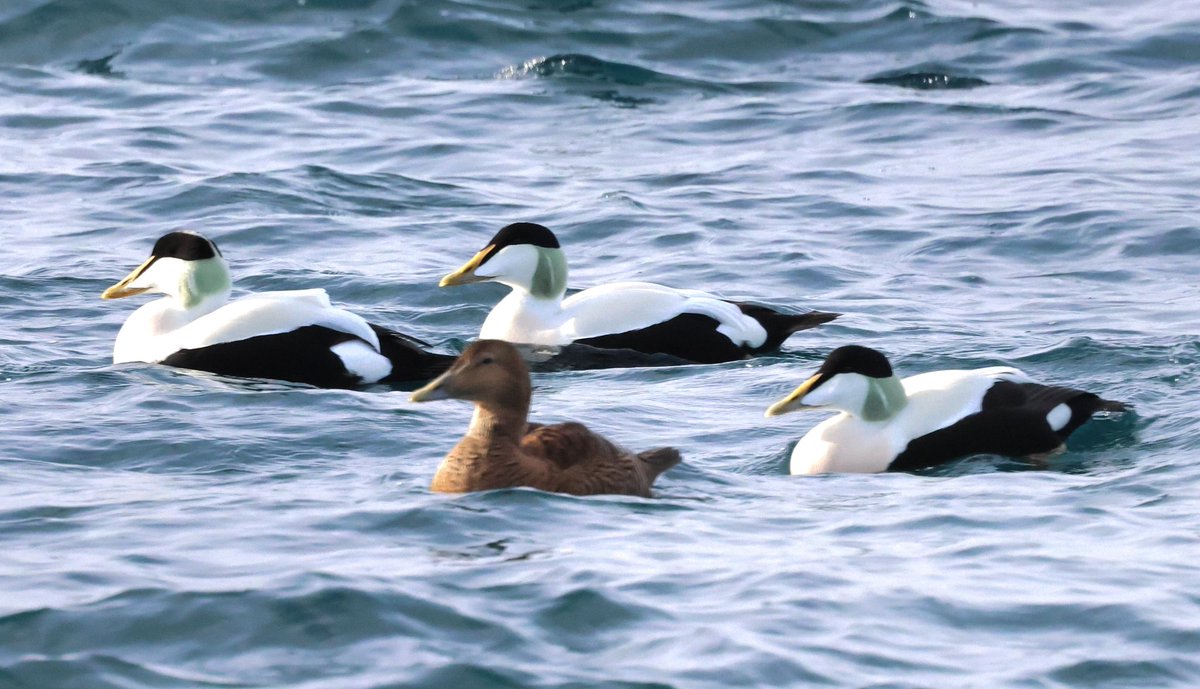 Some nice-looking Eiders today between Yell and Fetlar. Some showing sails and lovely mustard coloured bills (possibly of 'Northern' origin!)..... #YellBirding #Shetland