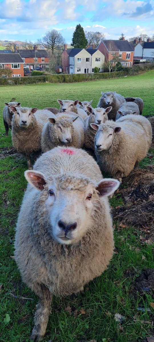 marklangleyart's tweet photo. Not again! Am I the chosen one?
#sheepgod #follow https://t.co/u8vzAUnyXQ