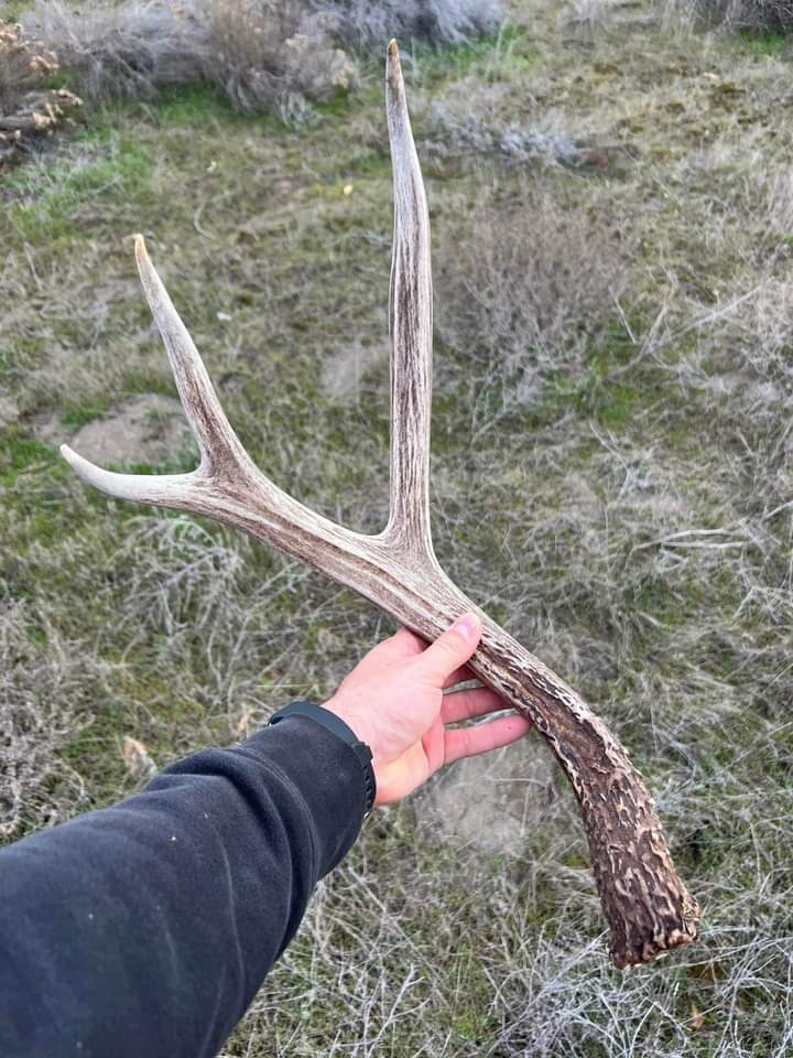 Finally Found the match ti a shed I found 3 weeks ago !! Super nice 3x3 mule deer. #MondayMood #MondayMotivation #Mondayvibes #MondayMorning #RestinPower #Lotto #HBCUs #GoodRiddance #Knife #Abrams #Drake #Dune2 #Year6 #TowerBridge #TowerHamlets #RIPChris #RIPChris #hunting