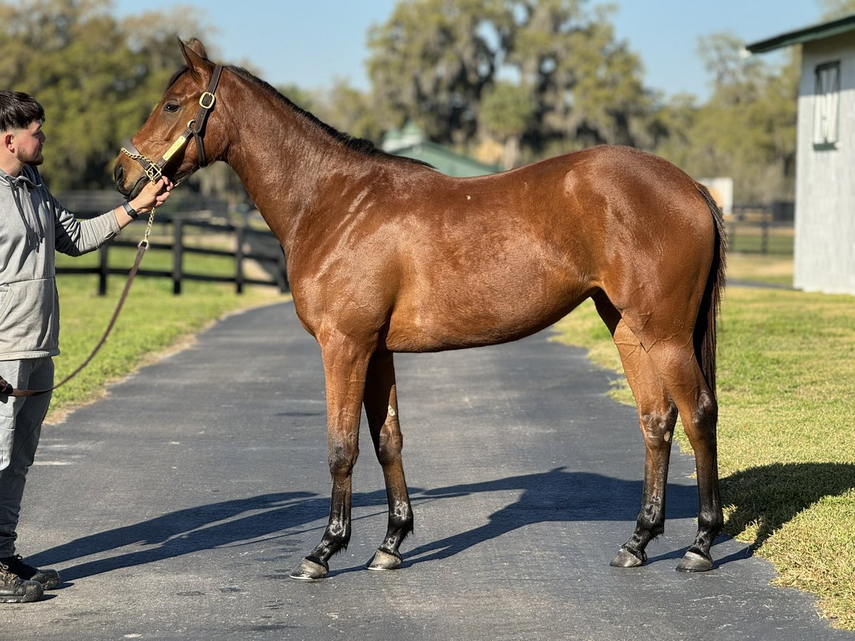 ‘22 NY Bred Filly 

“ROYAL EVENT”
 
King for a Day - Queendom, by Freedom Child 

She is training beautifully. Can’t wait to watch her career flourish. 

@ladererstables @mjlstox1 @SatchSatchy @RockyTimeFarm @nytbreeders @IrishHillFarm