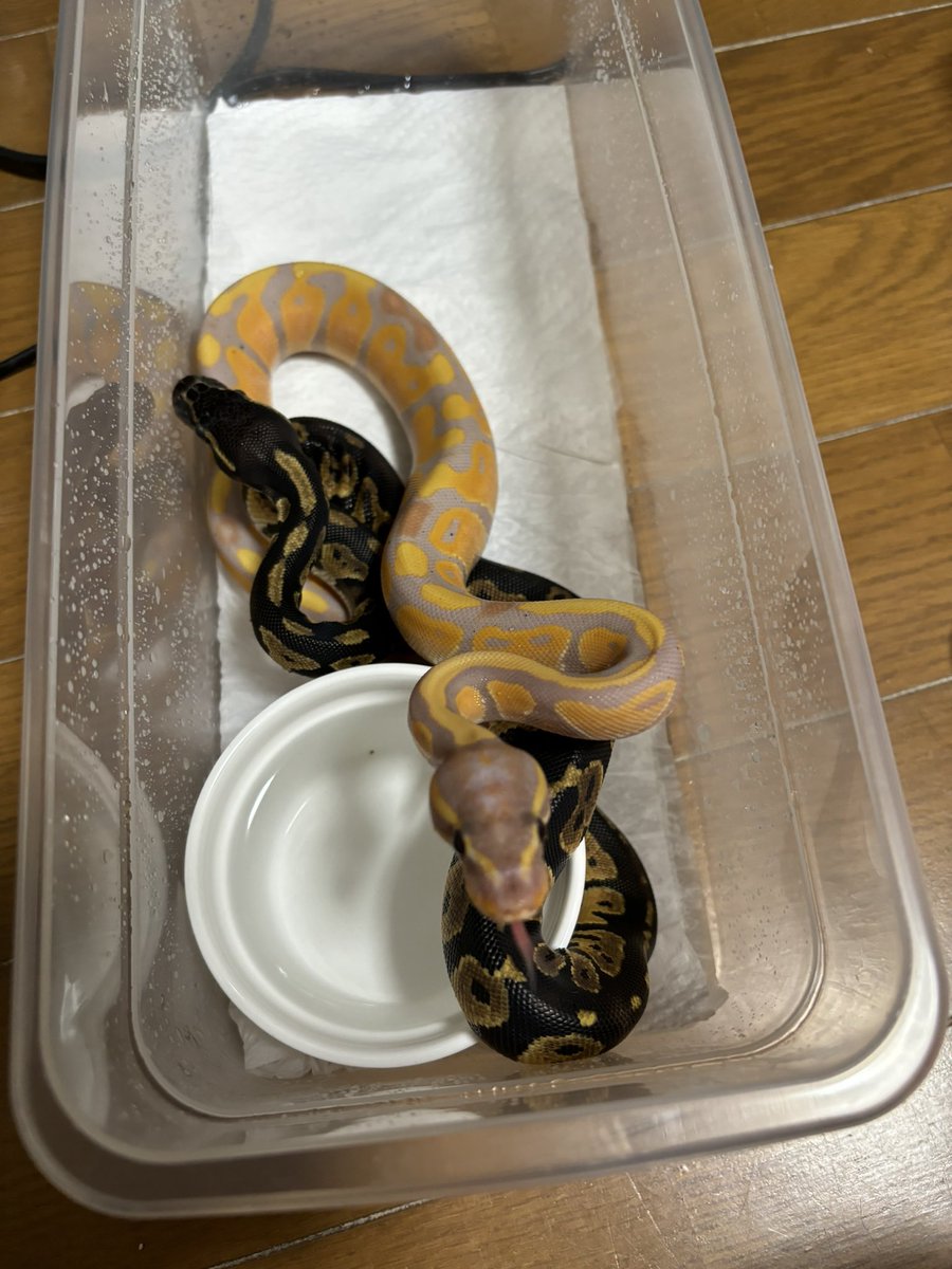 chiko2300416's tweet image. やっと自発で食べるようになった☺️