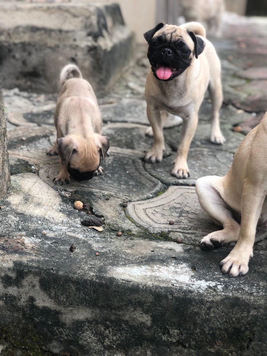 BABATADE's tweet image. 8 weeks Female pug and 6 Female Adolescent Pug available for new home.#dollar #kikimordi #mohbad