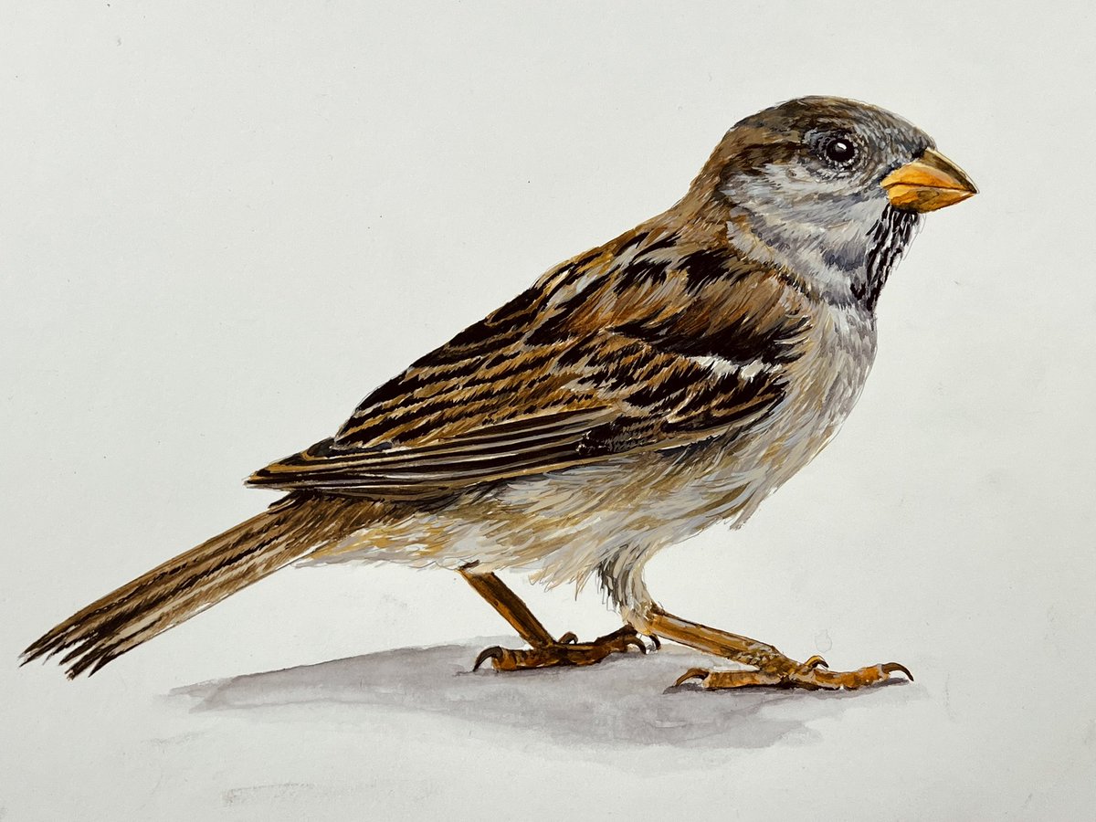 Tekening gemaakt. Het is een huismus. 

‘Nesteldrang’
21,7 x 29 cm
Aquarelverf op papier

Retweet is lief.