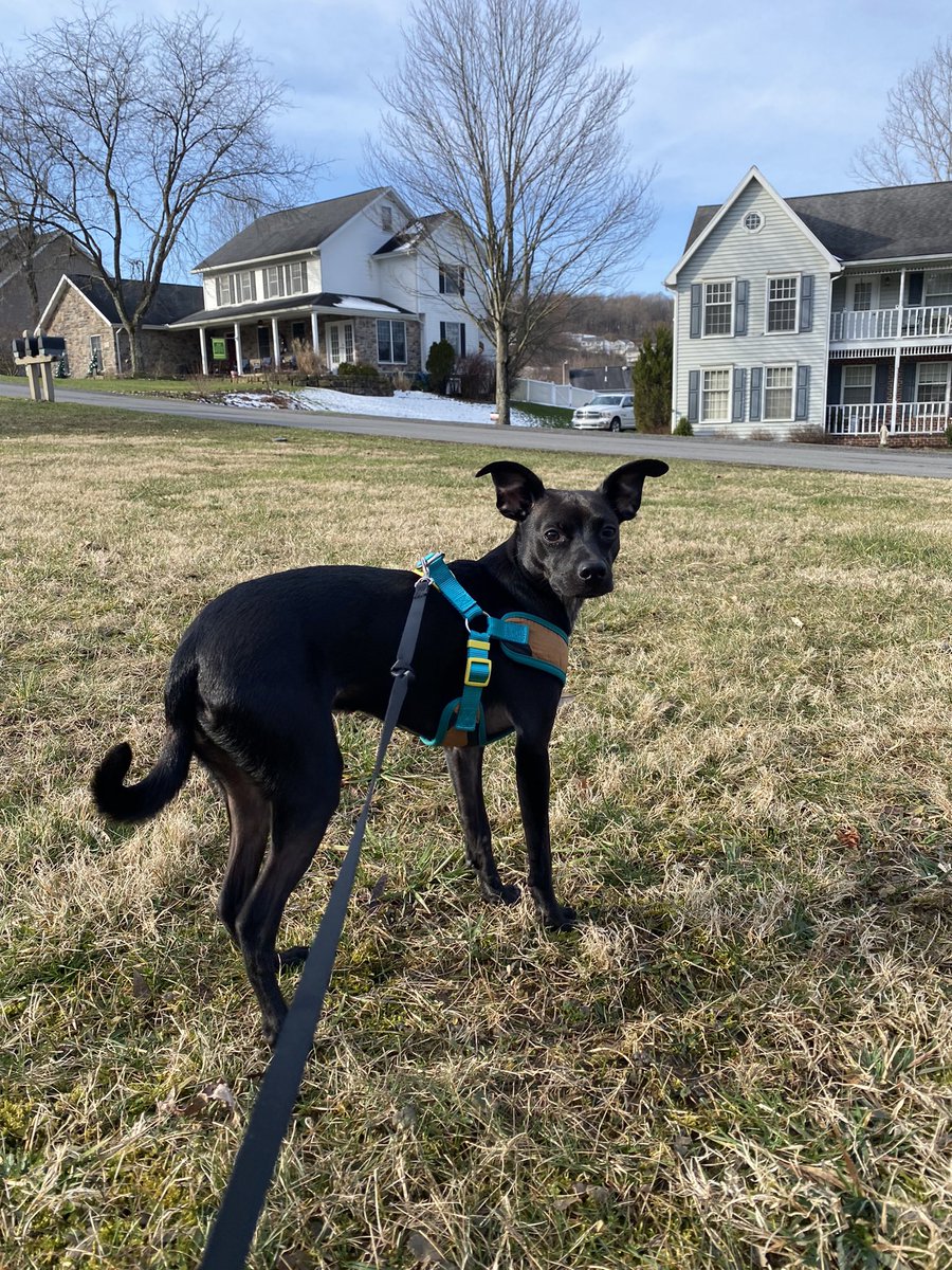 timekompression's tweet image. A walk before work this morning