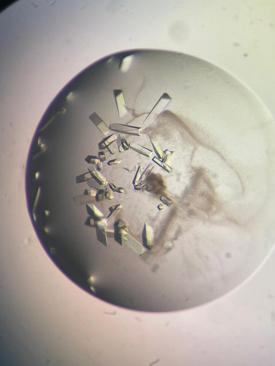 It is great to be able to sometimes leave the office and learn new techniques. This morning I went fishing for these beautiful tubulin crystals!! 😍😍 Thank you Marian and @Rebeecaparis, loving #ProfLife