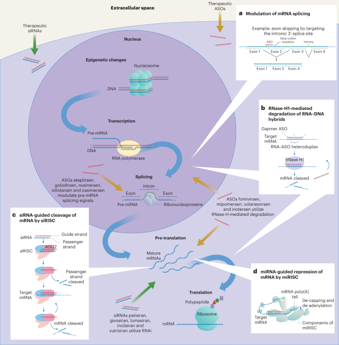 RNA interference in the era of nucleic acid therapeutics go.nature.com/49tcrf8