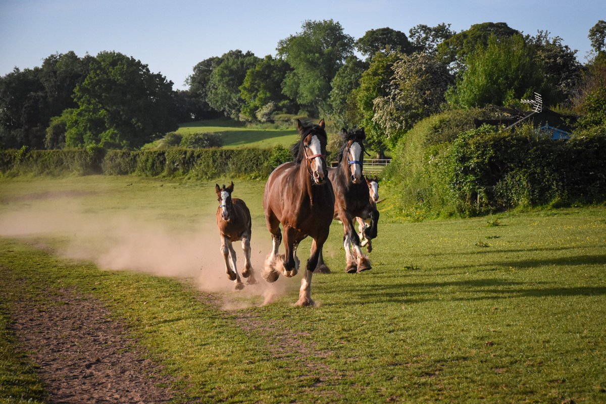 Shire Horse Society (@saveourshires) on Twitter photo Full speed ahead to our National Shire Horse Show which begins one week today at Staffordshire Showground. Discounted tickets from bit.ly/2APWimn 📷courtesy of <a href="/Cotebrookshires/">Cotebrook Shire Horse Centre</a> - an approved Shire visitor centre who will have a stand upstairs next to the viewing gallery Full speed ahead to our National Shire Horse Show which begins one week today at Staffordshire Showground. Discounted tickets from bit.ly/2APWimn 📷courtesy of <a href="/Cotebrookshires/">Cotebrook Shire Horse Centre</a> - an approved Shire visitor centre who will have a stand upstairs next to the viewing gallery
