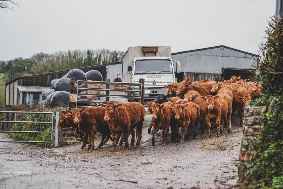 If you're worried about TB in your herd, FCN is here to listen and support you. FCN's @FCNFarmWell platform contains lots of helpful information around bTB, including guidance, contingency planning and other useful resources: farmwell.org.uk/tuberculosis-t…