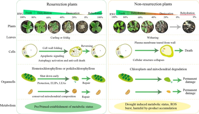 Specific metabolic and cellular mechanisms of the vegetative desiccation tolerance in resurrection plants for adaptation to extreme dryness. Liu, J., Wang, Y., Chen, X. et al. Planta 259, 47 (2024). ➡️rdcu.be/dzFh5