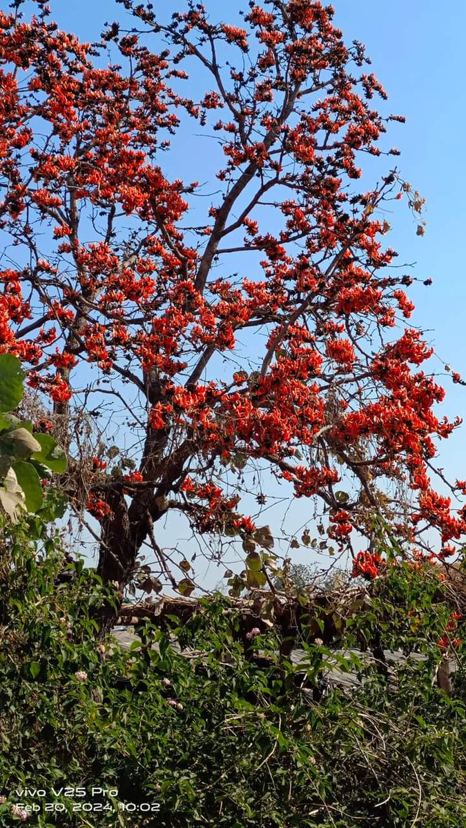 बसंत ऋतु का अगाज 
प्रकृति में परिवर्तन ही भारतीय नववर्ष की शुरुवात होती है।