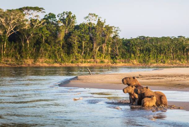 'Peru's Amazon Rainforest under increased threat –– and why it matters', <a href="/Perusupport/">Peru Support Group</a> Group webinar 14 March, 17:30 GMT with <a href="/jurrunaga/">Julia Urrunaga</a>, José Luis Capella of <a href="/spdaorg/">SPDA</a> and Renzo Piana. 
Sign up for free here -&gt; us02web.zoom.us/webinar/regist…