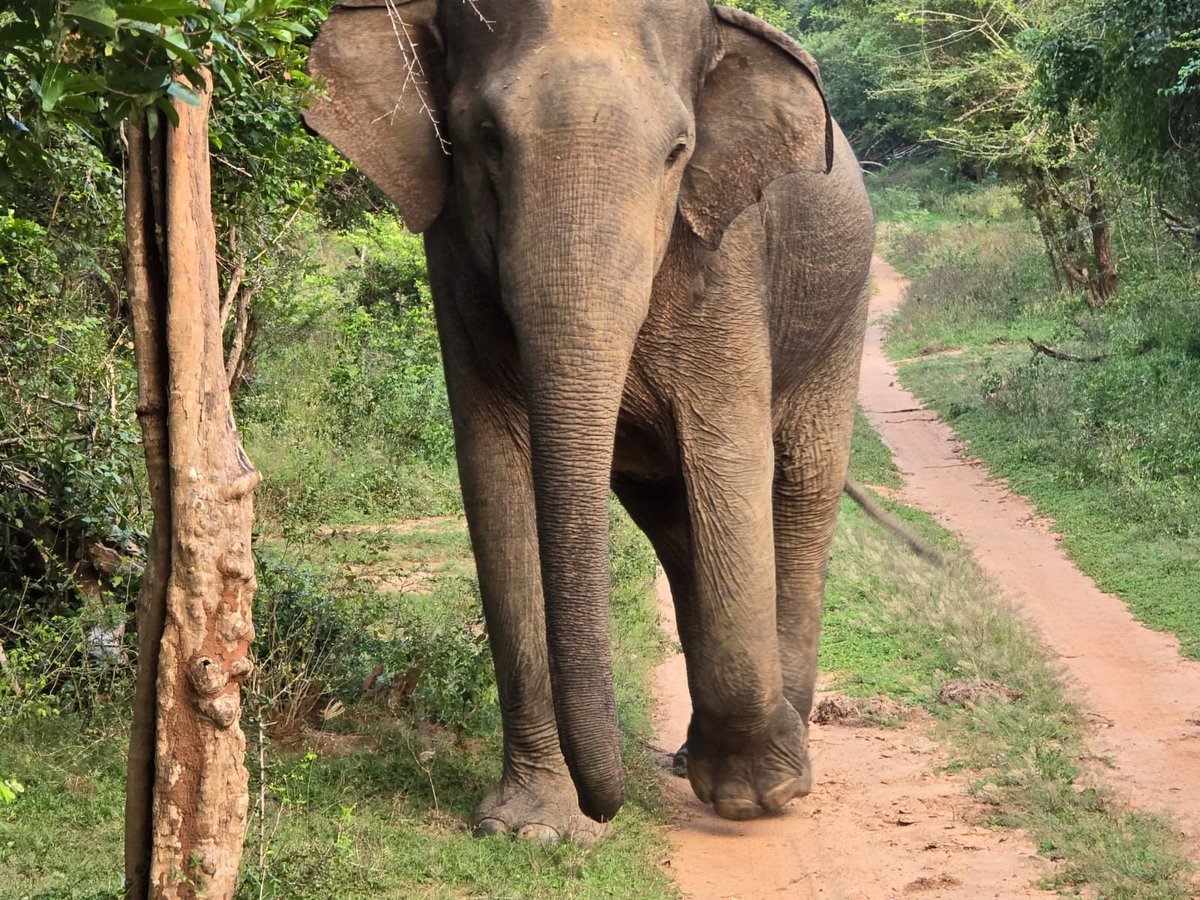 RandRtours's tweet photo. Our Director, Alan Godwin, is currently out in Sri Lanka researching some locations. He has spent the last few days in Kumana National Park, scoping out how good a spot it is to look for leopard. Turns out it could be as good as Yala, just without the crowds! 6 leopard sightings! https://t.co/Sod8T5zoZL