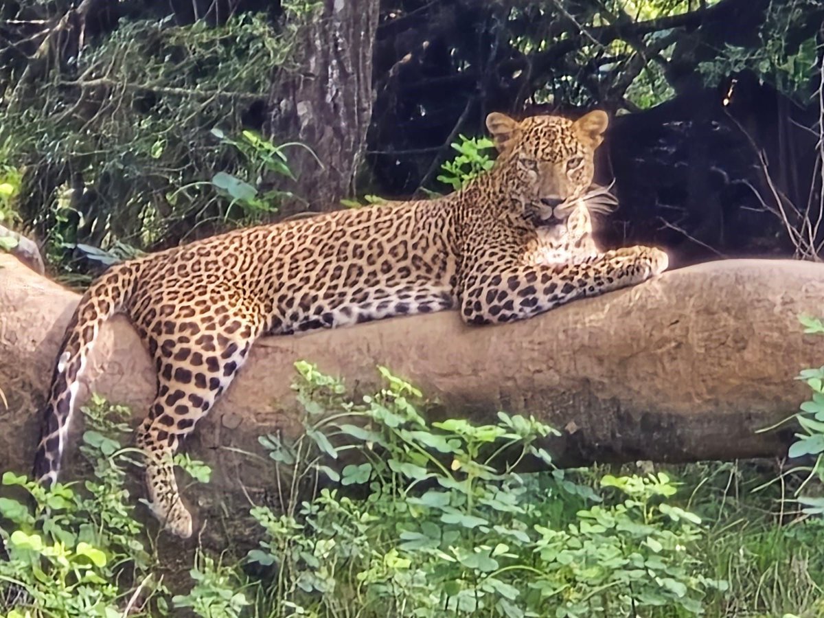 RandRtours's tweet photo. Our Director, Alan Godwin, is currently out in Sri Lanka researching some locations. He has spent the last few days in Kumana National Park, scoping out how good a spot it is to look for leopard. Turns out it could be as good as Yala, just without the crowds! 6 leopard sightings! https://t.co/Sod8T5zoZL