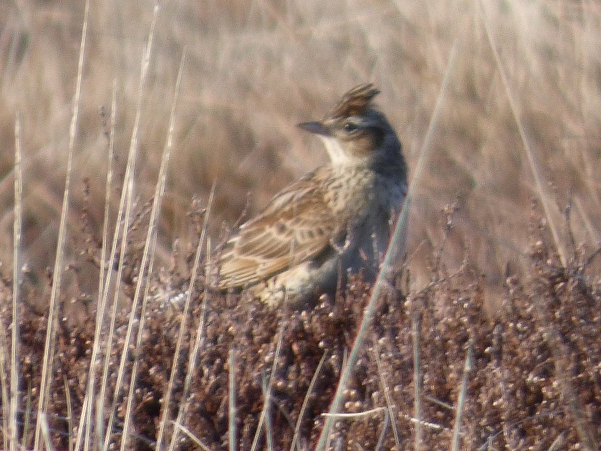 #Skylarks were in good voice yesterday at Shackleton Knoll on Walshaw Moor Estate SSSI, just near the site of turbine no. 6. One of glorious moorland sounds that will be drowned out by the deafening whirr of the turbines if the developers get their way stopcalderdalewindfarm.co.uk/tweet-of-the-d…