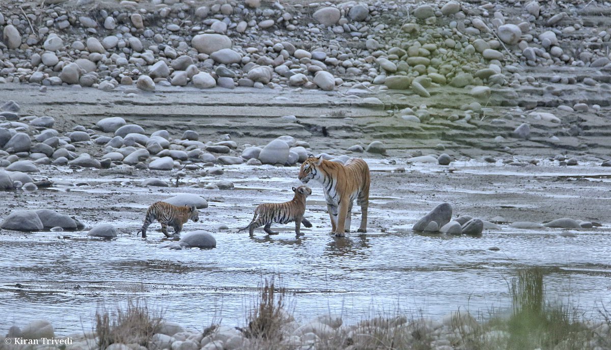 Mother's touch and Warmth ❤️
.
.
.
#NatGeoYourLens #YourLens #canonoficial #canon #canonofficialindia #canonphotography #canonasia #canon7dmarkii #natgeo #natgeowild #natgeotravel #natgeoyourshot #sonybbcearth #bbcearthlife #earthcapture #uttrakandtourism #jimcorbett #dhikala