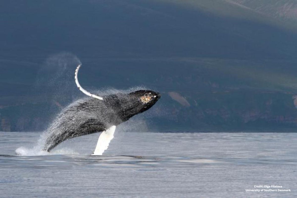 Baleinwalvissen blijken een uniek strottenhoofd te hebben ontwikkeld waarmee ze hun zangerige geluid produceren. Alleen kunnen ze daarmee één ding niet: zich verstaanbaar maken tussen onze luidruchtige schepen. Je hoort er meer over in #wetenschapvandaag bnr.nl/podcast/wetens…