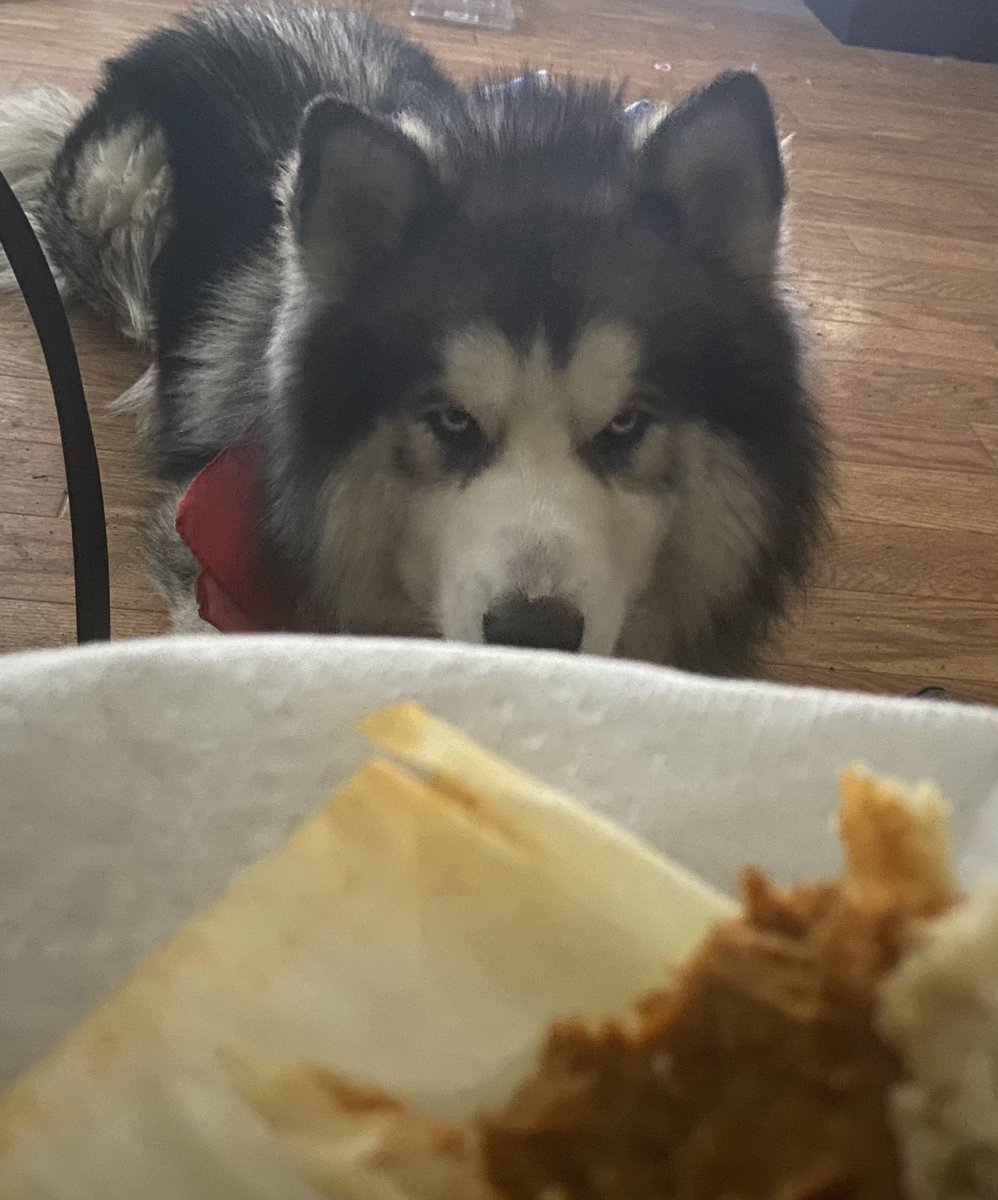 FLuFF Rocks (@fluffrocks) on Twitter photo GM everyone! Show me your puppers and drop your SOL wallet GM everyone! Show me your puppers and drop your SOL wallet