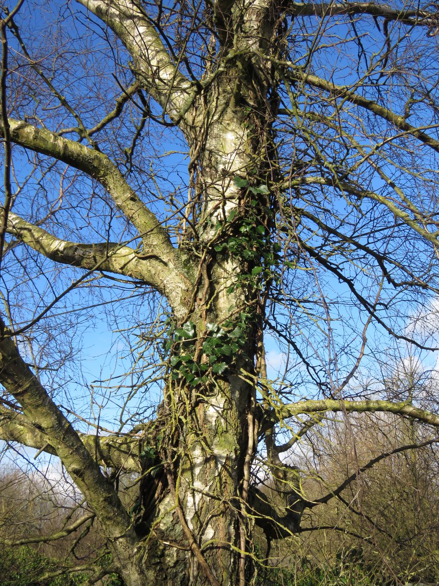 Steveredwolf's tweet image. This lovley old silver birch just seemed to capture everything good about mature trees Beautiful isnt it ? @WoodlandTrust @Natures_Voice  #treepreservation