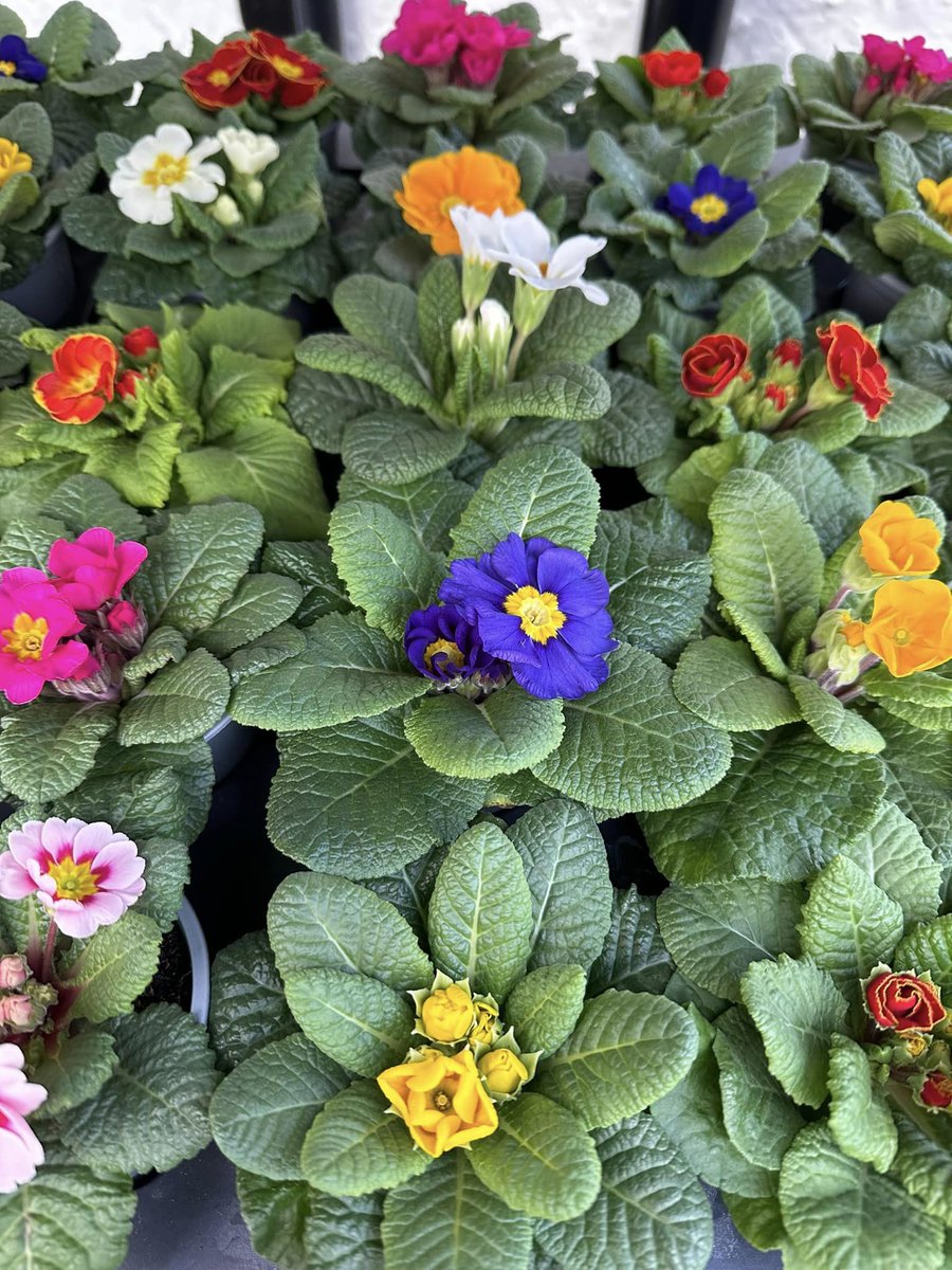 Shire Horse Society tweet media