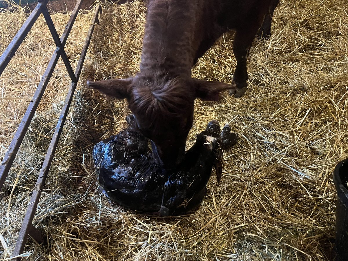 Stacey Angus tweet media