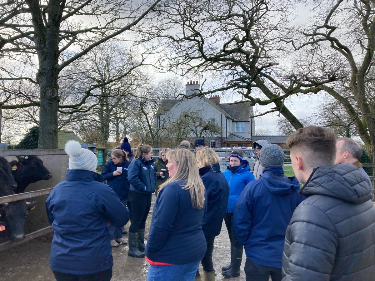 D&P Dear - Quality Beef Finishing tweet media