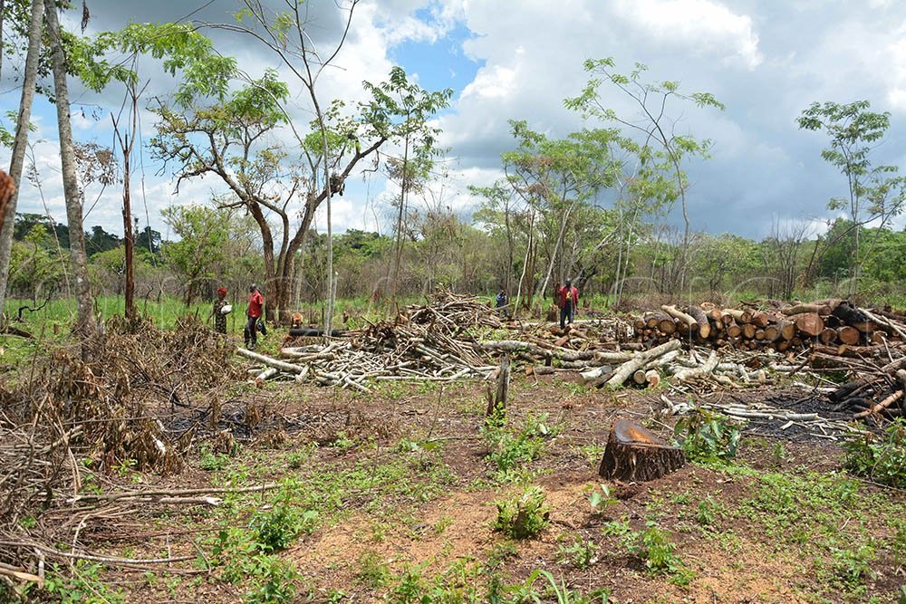 Bugoma Central Forest Reserve a haven of biodiversity and crucial ecological treasure continues to face challenges of land grabbing, commercial sugarcane plantations etc We need an effective EHRDS to stop these actions