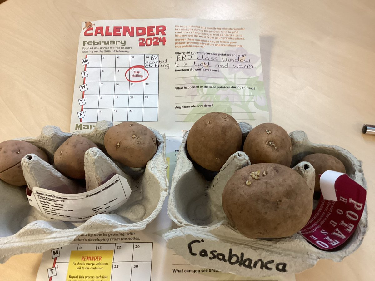 Belle Vue Primary & Nursery School tweet media