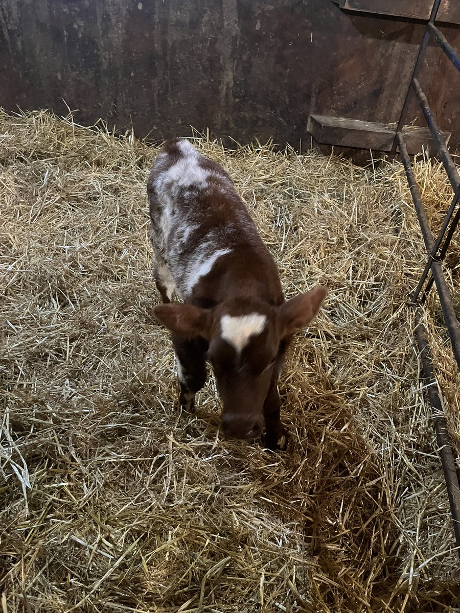 Stacey Angus tweet media