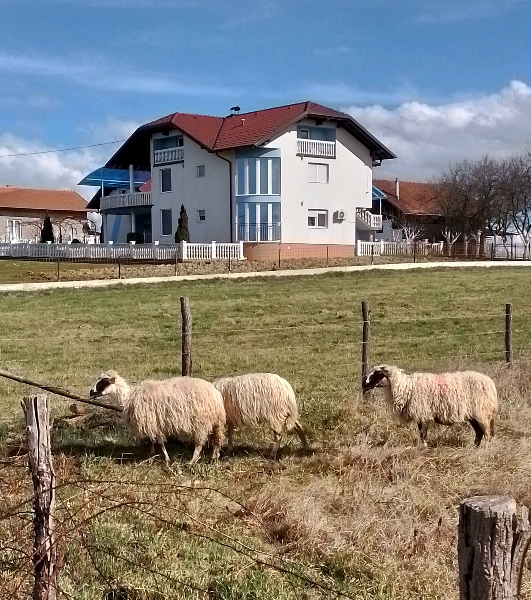 Unexpected guests #mobilephotos #landscapephoto #sheeps