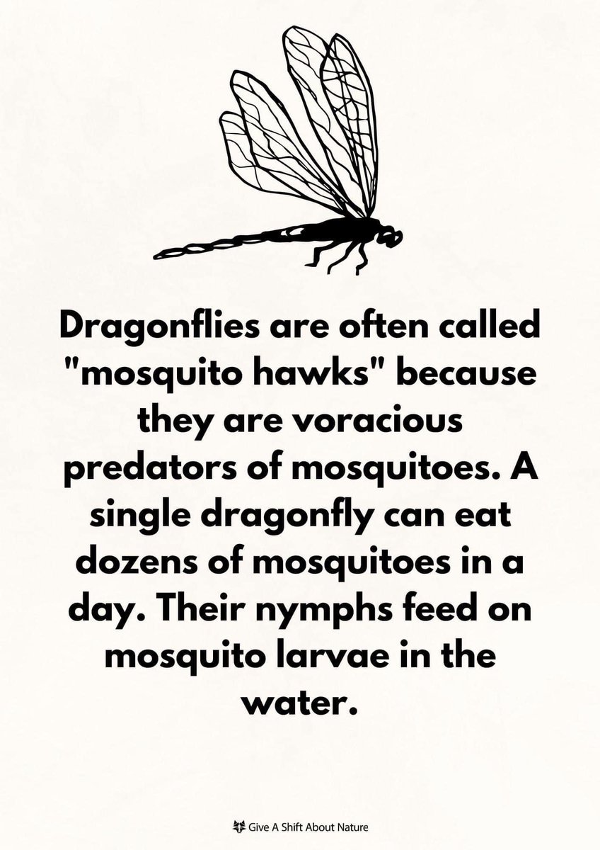 #BlueEarth #ResistanceEarth 

Dragonflies are important to their environments both as predators (particularly of mosquitos) and as prey to birds and fish. Because these insects require stable oxygen levels and clean water, scientists consider them reliable bioindicators of the