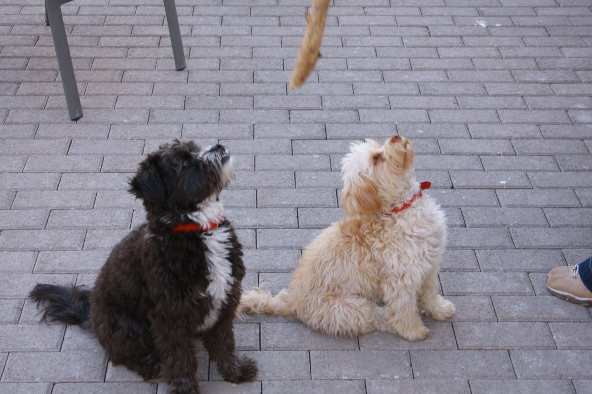 HamalaViews's tweet image. Tough start to the year. Lost Titch last month and Louie today. I realise that they are animals but they were both a very important part of our family. We are sad. They came together over 10 years ago in the Middle East and were the closest of buddies.