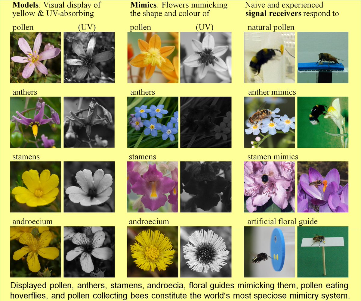Happy to share our review about pollen, anther, stamen, and androecium mimicry, the most speciose mimicry system of the world, which appeared in plant biology: doi.org/10.1111/plb.13…