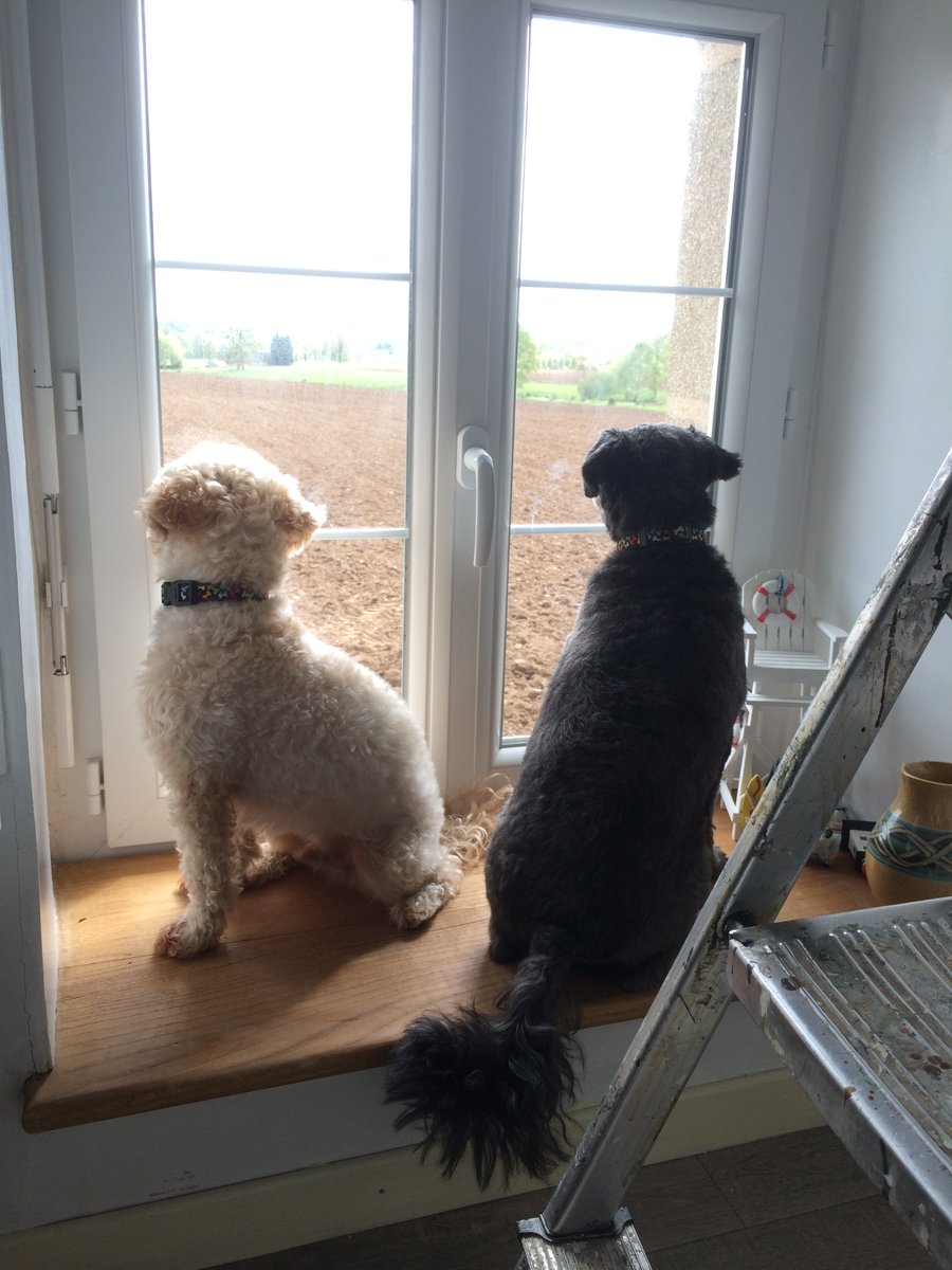 HamalaViews's tweet image. Tough start to the year. Lost Titch last month and Louie today. I realise that they are animals but they were both a very important part of our family. We are sad. They came together over 10 years ago in the Middle East and were the closest of buddies.
