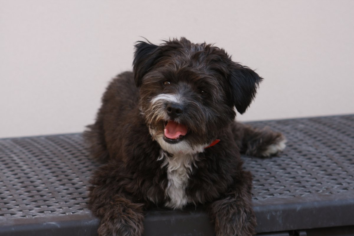 HamalaViews's tweet image. Tough start to the year. Lost Titch last month and Louie today. I realise that they are animals but they were both a very important part of our family. We are sad. They came together over 10 years ago in the Middle East and were the closest of buddies.