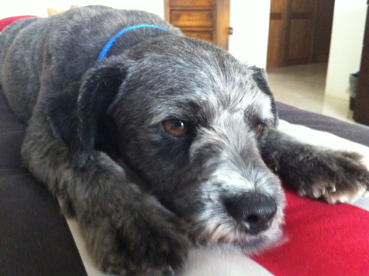 HamalaViews's tweet image. Tough start to the year. Lost Titch last month and Louie today. I realise that they are animals but they were both a very important part of our family. We are sad. They came together over 10 years ago in the Middle East and were the closest of buddies.