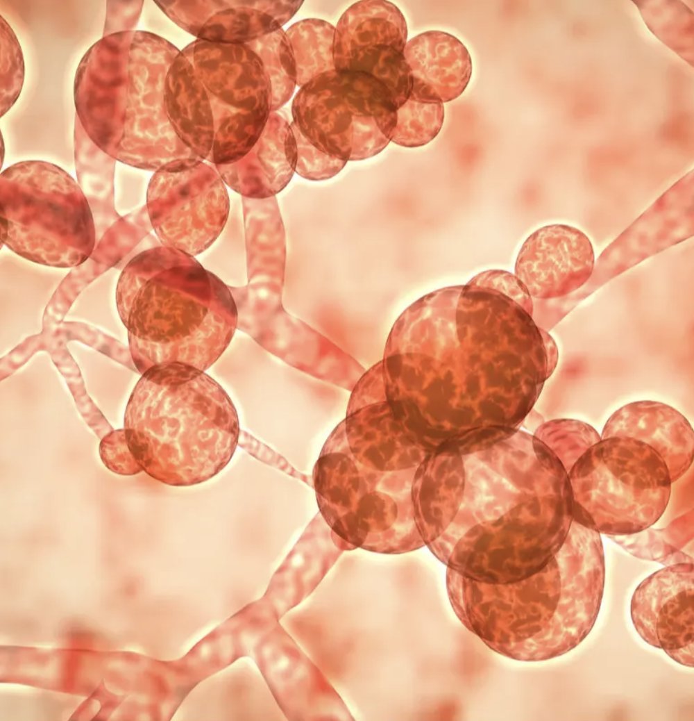 Connect the Docs tweet media