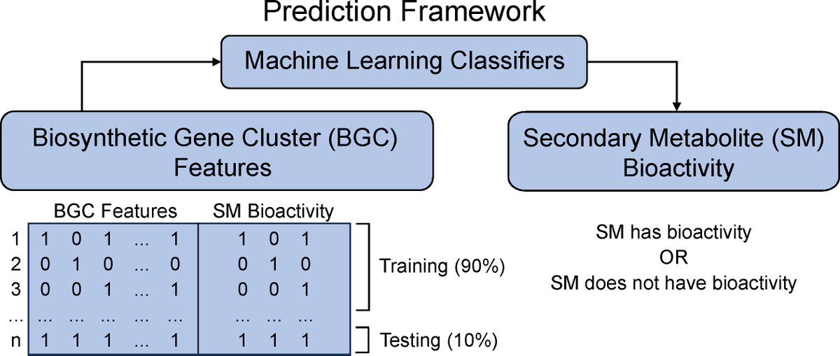 MP faculty Allison Walker PhD, and fellow coauthors used machine learning models to predict fungal SM bioactivity, but found their results impacted by the lack of training data, calling for a systemic effort to improve AI training More in @JournalSpectrum loom.ly/MRwuG1Y