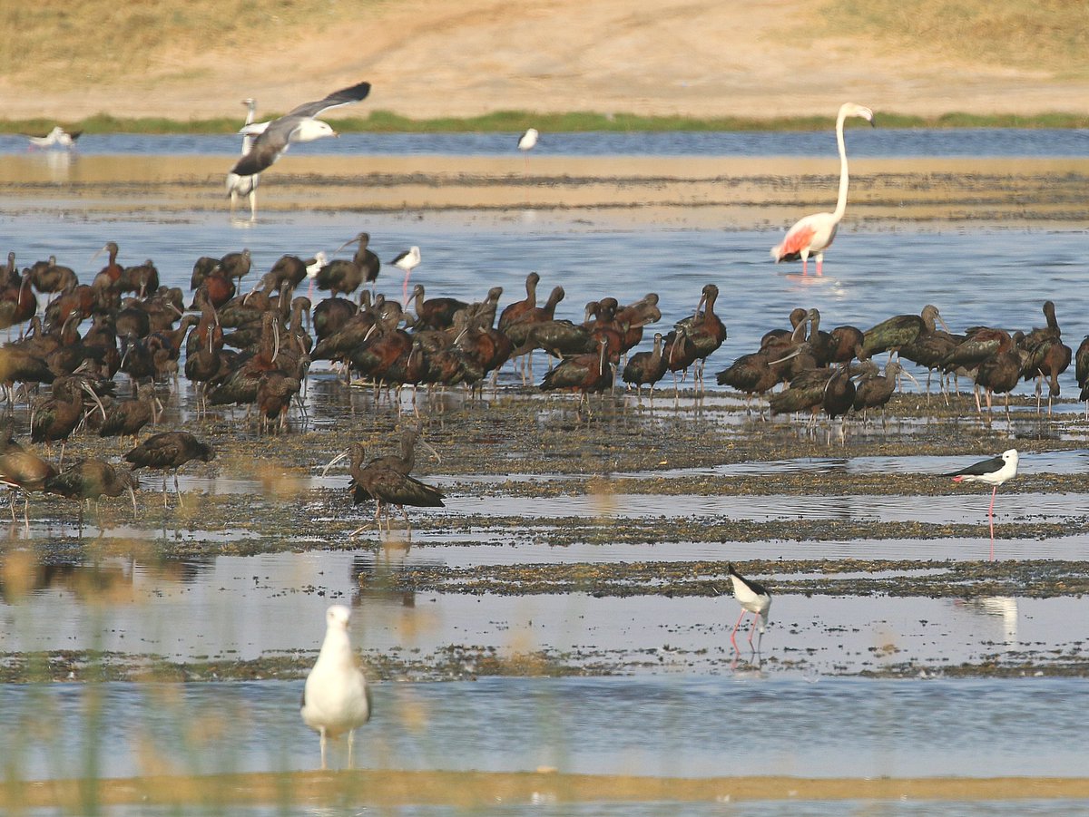 A great last day in Oman with @naturetrektours - the fabled Grey Hypocolius was seen! Also Nile Valley Sunbird, Red-tailed Shrike, 100s of Chestnut-bellied Sandgrouse and a brilliant final hour at East Khawr with hundreds of waders and other waterbirds.