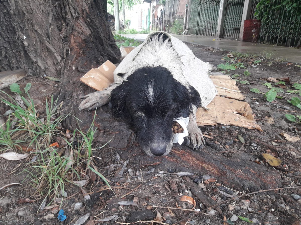 ComunicadoOpina's tweet photo. #Quilmes #URGENTE #difundo La chocó un vecino de la calle 892, entre 816 & 815 bis. No se hizo cargo la dejó con las patas rotas y toda la noche en la lluvia. Está al aire libre. 🚨 @miradaenquilmes @jimenadequilmes @ComoNoAdorarlos @lavozdelosotros @mcg1465 https://t.co/ntkLsNaHEp