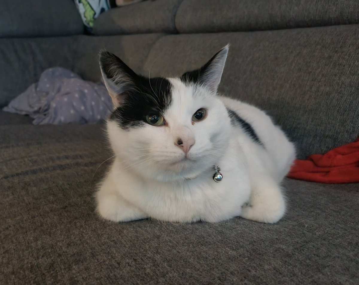 Egylon's tweet photo. Our loaf Leo absolutely loves his laser pointer and tries to steal it and run away with it. 

I'm not convinced he thought that plan through 🤦 https://t.co/9d5rk0p6Ov