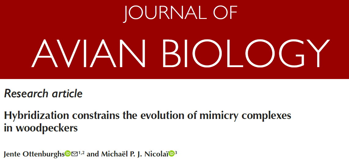 🚨New paper🚨 Hybridization constrains the evolution of mimicry complexes in woodpeckers nsojournals.onlinelibrary.wiley.com/doi/full/10.11… The woodpecker paper in @AvianBiology is finally out! @MichalNicola1 and I explored the selective trade-off between mimicry and hybridization. #ornithology