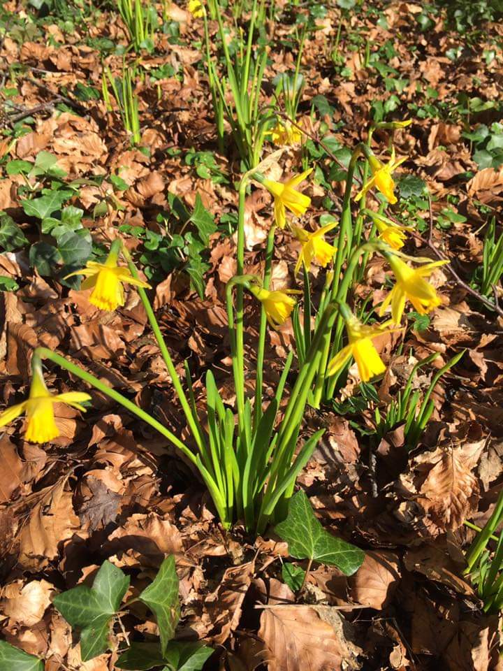 Life is popping up all around us after the long winter months. Everything is starting to flower into life here at Oakfield Park, as we wait patiently for Spring and the start of our season, March 20th. #oakfieldpark #flowers #spring #blooms #gardens #donegalhasitall…