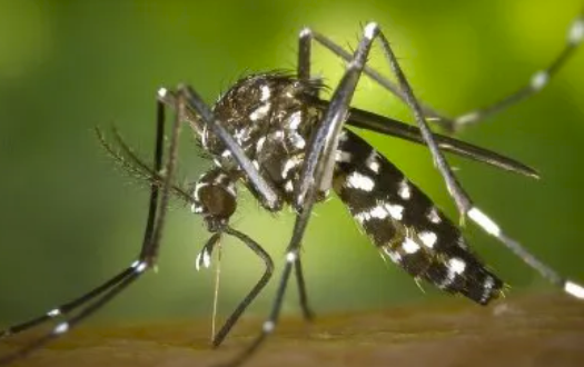 ARGENTINA Y DENGUE: estamos en la peor epidemia de dengue. En lo q va del 2024 hay 50 veces más casos q en 2023. Paradójicamente el trabajo en los laboratorios de CONICET para desarrollar test de diagnóstico está paralizado
#Legisladores 
La Agencia de promoción CyT esta ACÉFALA