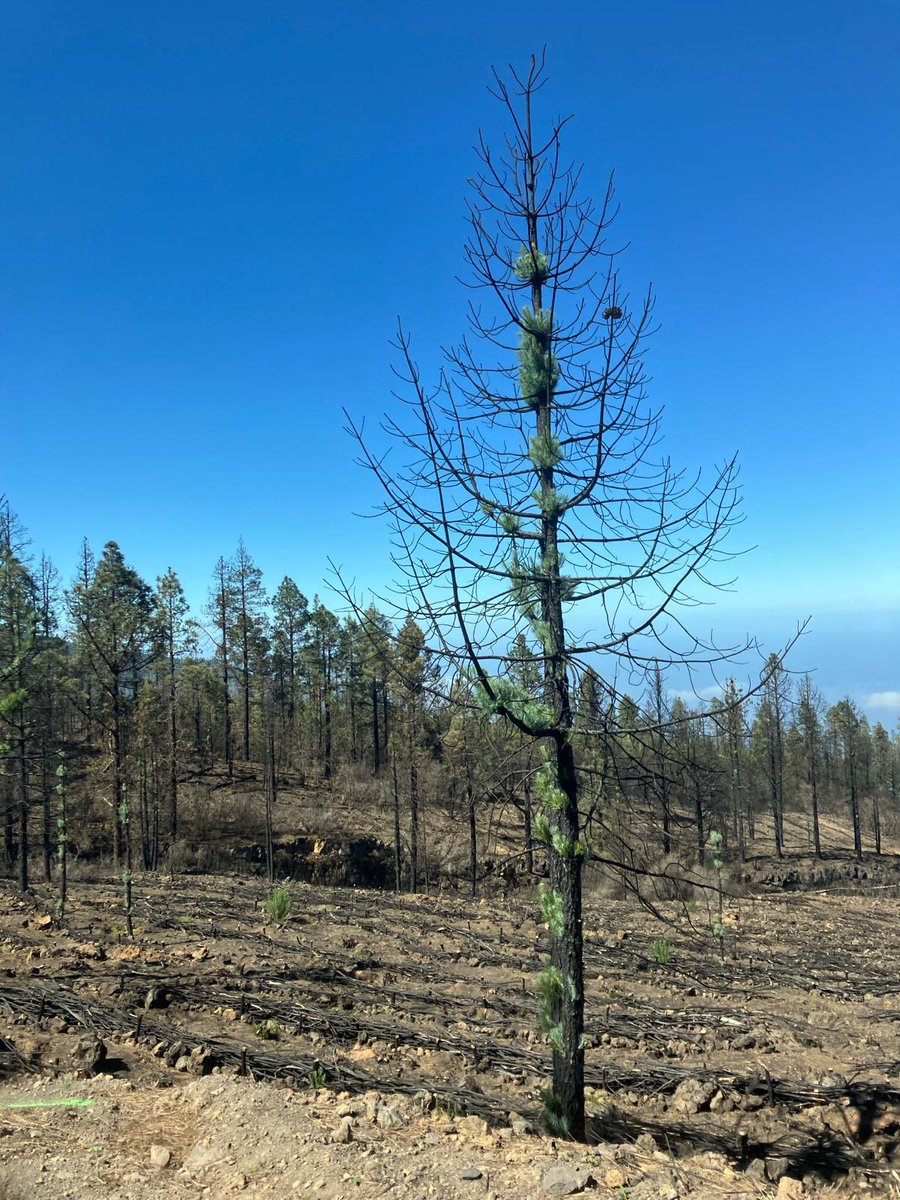 Grupo CIO tweet media